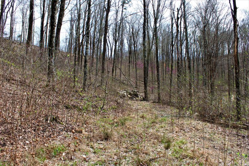 018 small slightly grown up field on south end