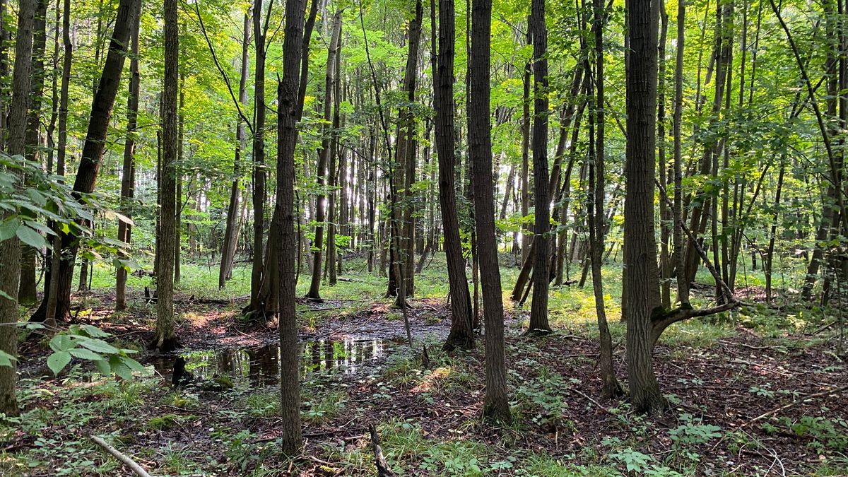 Diverse Recreational Property Bordering PA State Game Lands 101