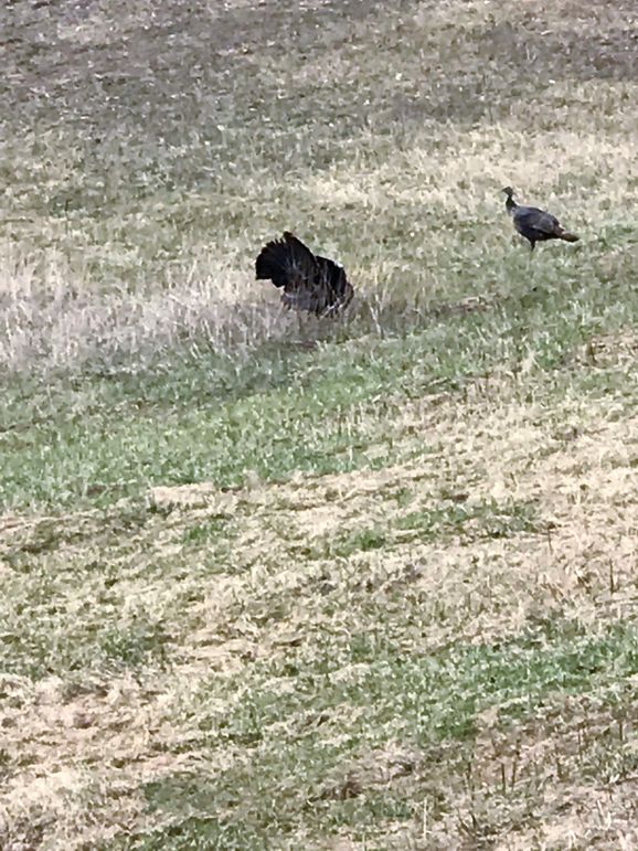 Turkeys