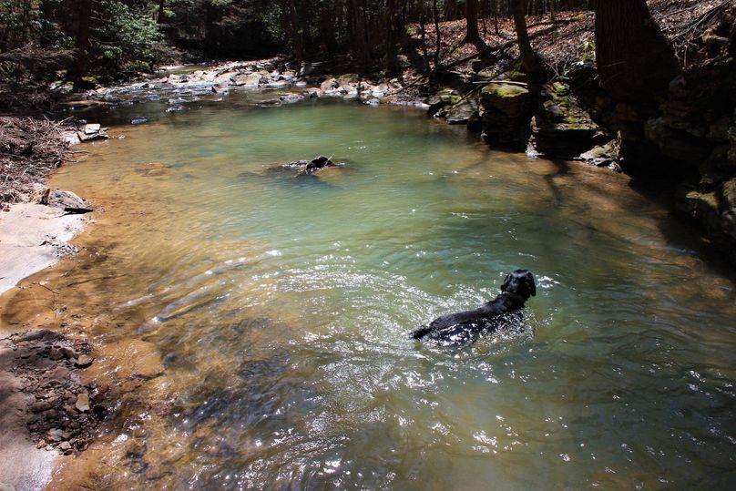 022 aspen taking a cool dip in a clear pool of the mountain stream 
