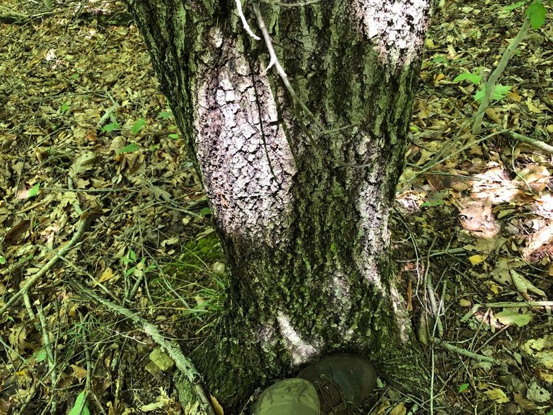 6d449b90-0f7b-4be6-a297-9c7604202f18 1 105 c