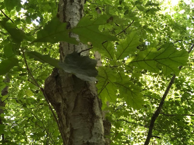 99264f54-fbc5-4da0-8c43-f81f160f4571 1 105 c