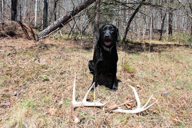 004 aspen sitting proudly after finding these huge sheds on the property