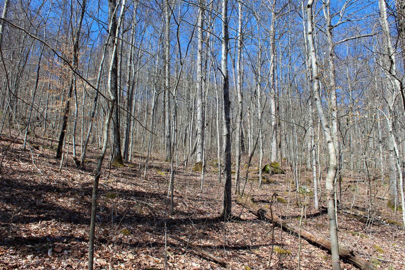 034 big timber area on an east facing slope in the southwest area of the property