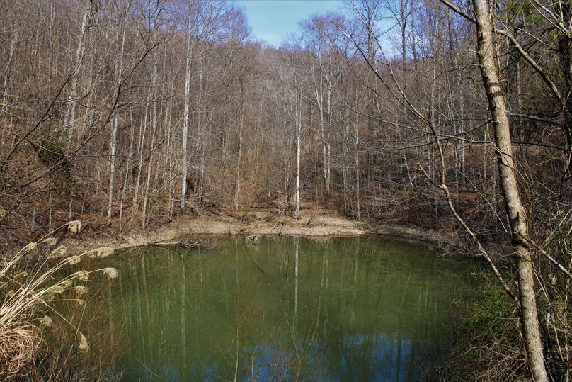 005 peaceful view of the pond