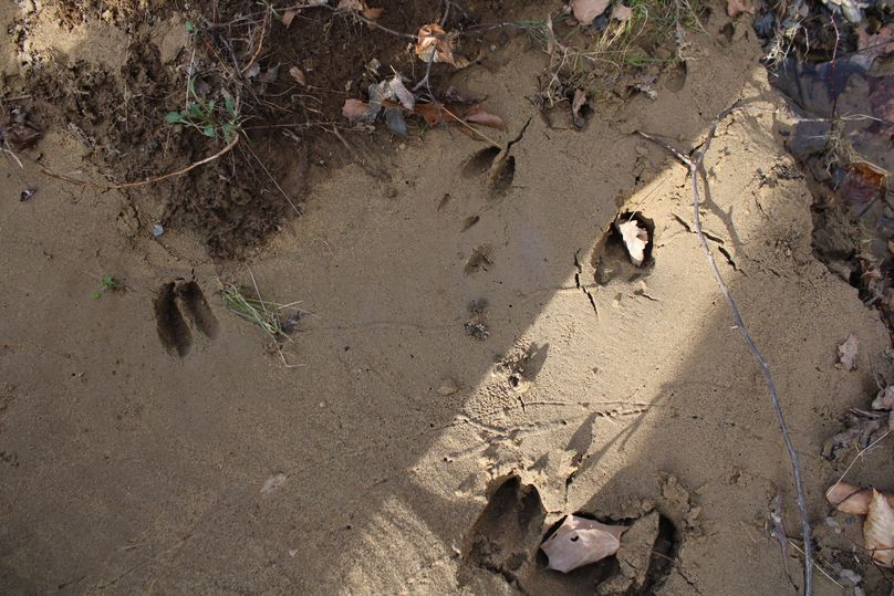 013 we may have some welcoming company on the property as well