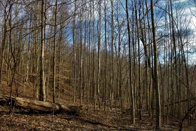 010 great young timber thicket