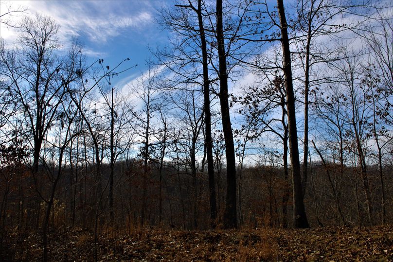 018 nice little oak flat of the southern point