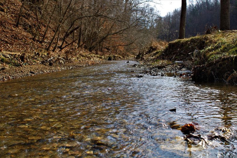 022 gorgeous rolling shot of lick branch