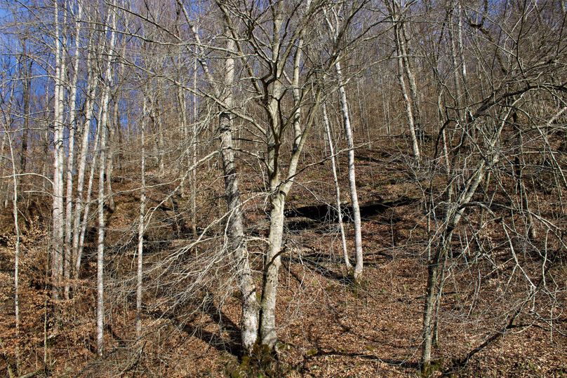026 some nice timber and rock features along the creek
