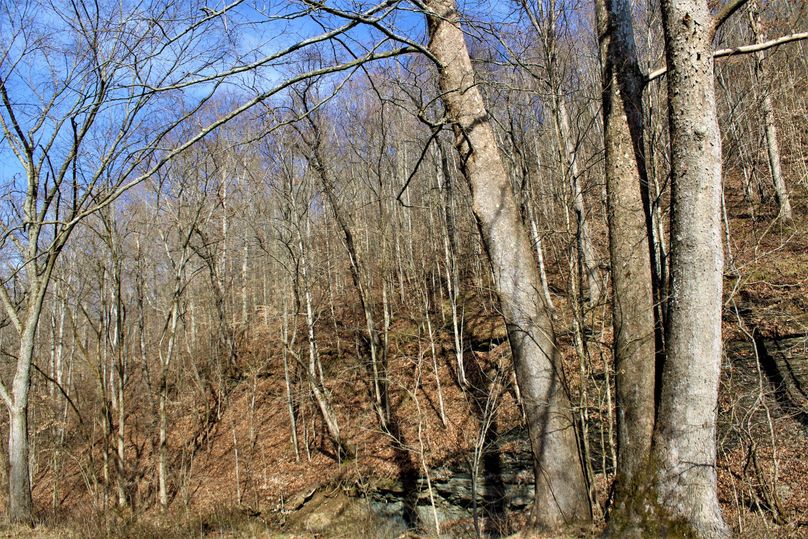 032 a trio of giant sycamore s along the creeks edge at the southern end of the property