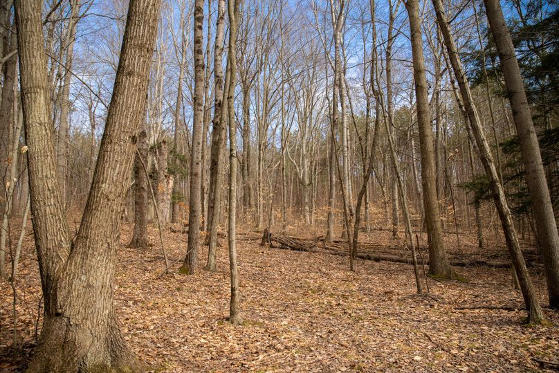 14 beautiful northern michigan forest