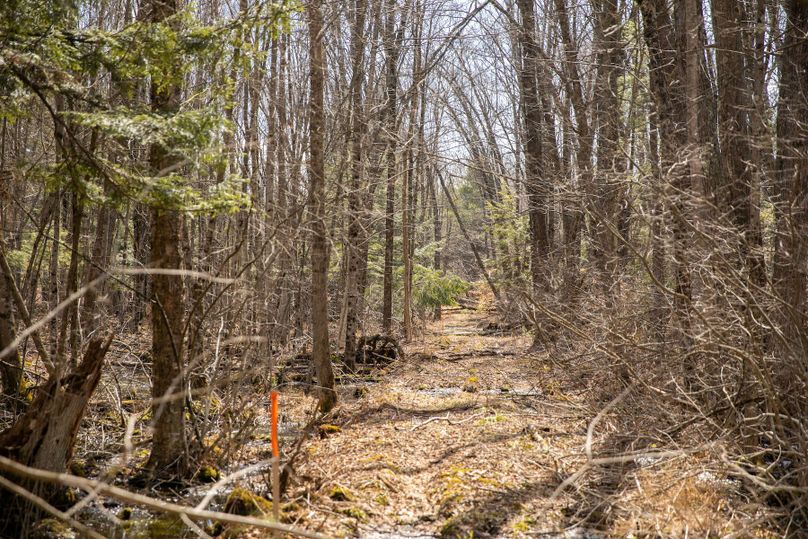 18 marked property line even through swamp