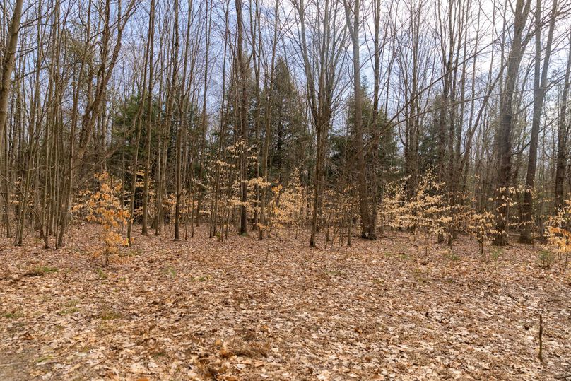 19 open area could become food plot