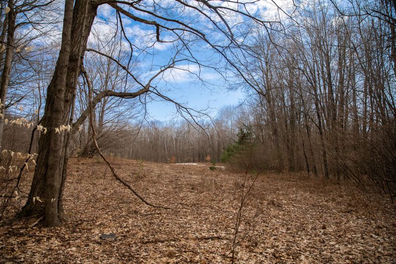 2 open areas could be food plots
