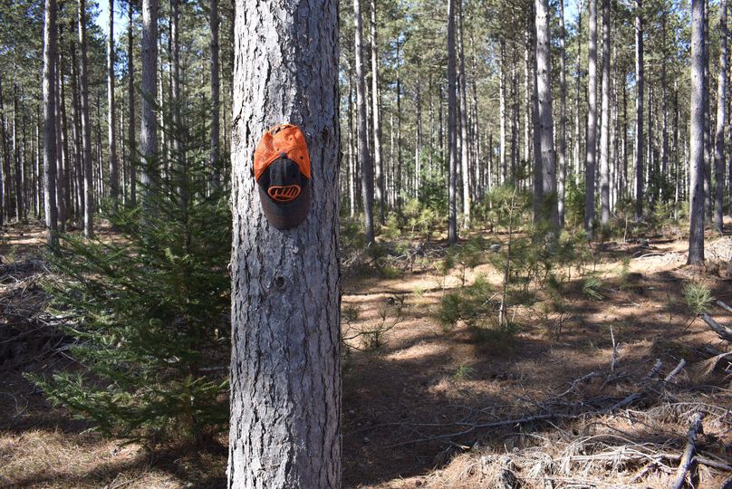 45 red pine plantation