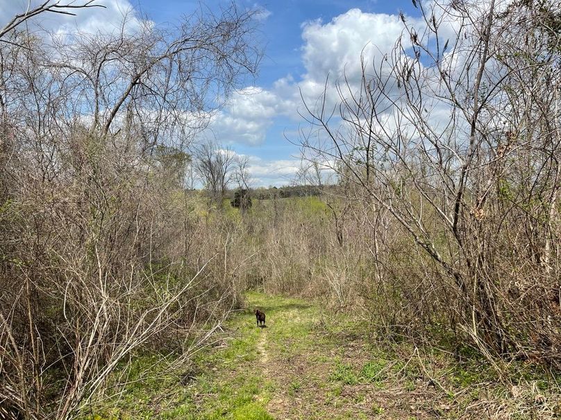 13685635-7549-44b0-99bb-6b9cba3749be 1 105 c