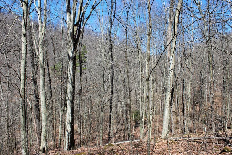 006 open hardwoods with really nice timber