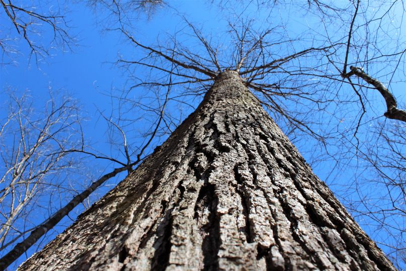 008 cool photo looking up the bark of a mature white oak