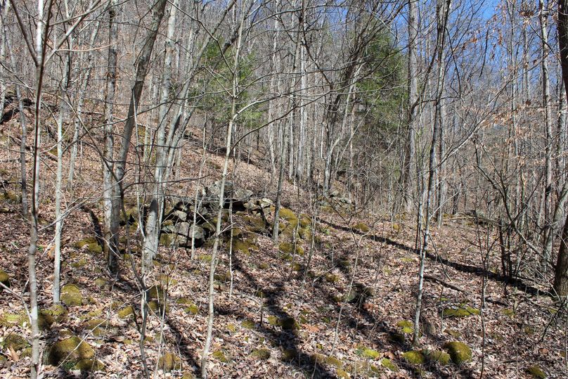 010 open forest land along a east facing slope