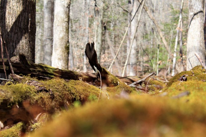 014 just a really cool picture of a moss covered log and spring sprouts