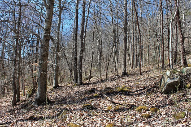016 wooded forest east facing slope