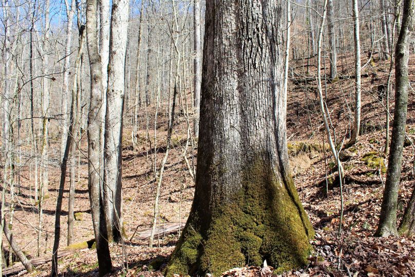 018 big mature moss covered white oak