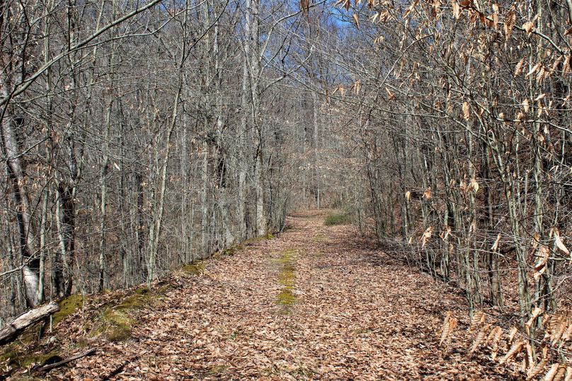 023 one of the many network forest roads