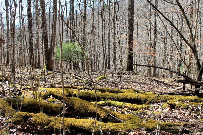 027 moss covered logs as they slowly sink into the forest floor