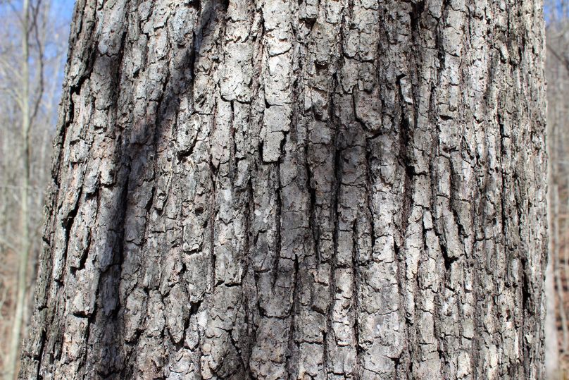 025 if you guessed white oak, you nailed it!