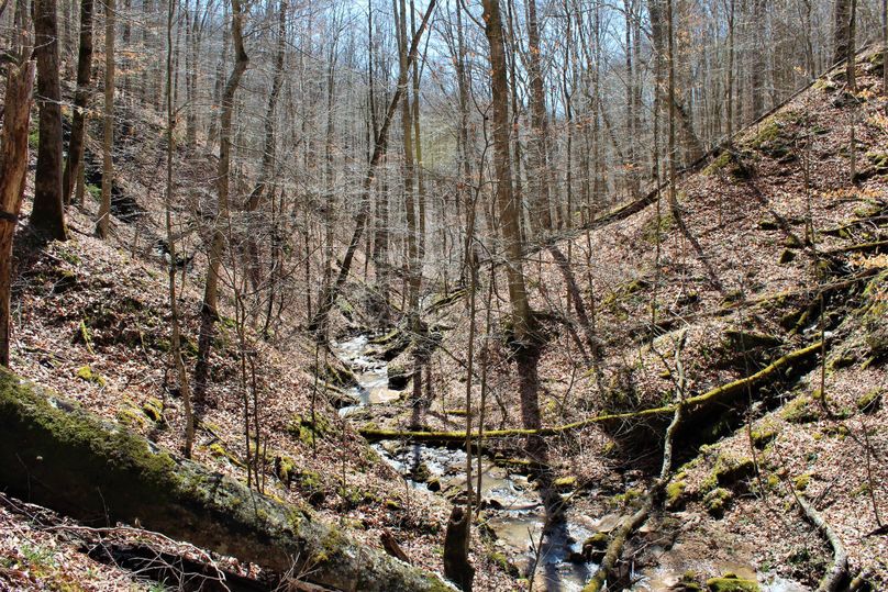 028 the main valley stream as it descends south toward the pond