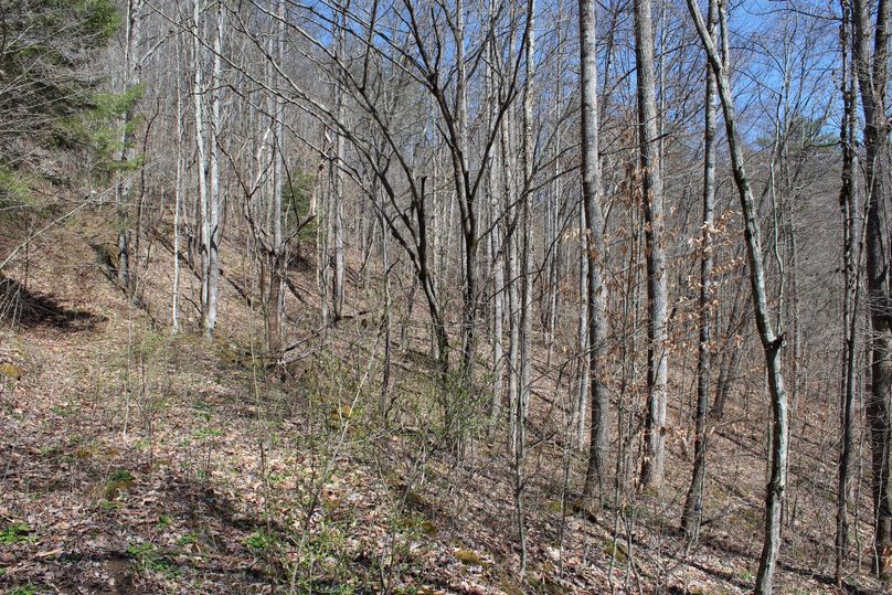 029 forested area that use to be old pasture land in the southwest area of the property