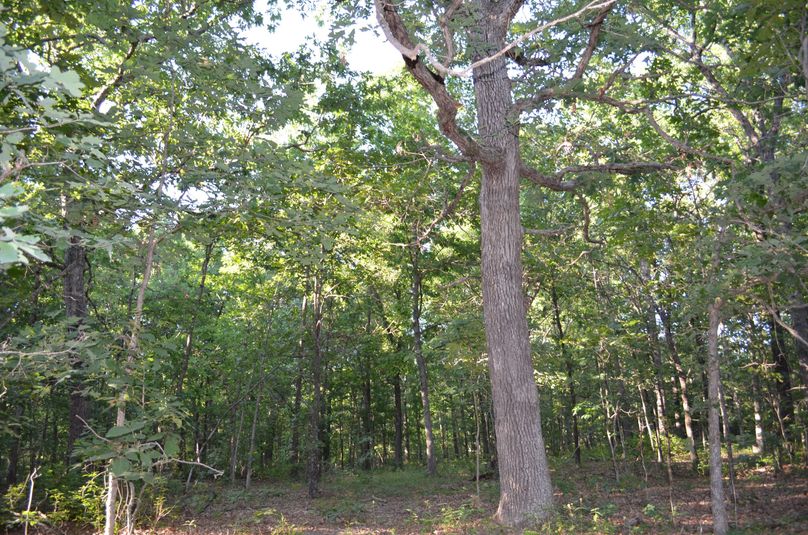 Xtreme whitetail 297