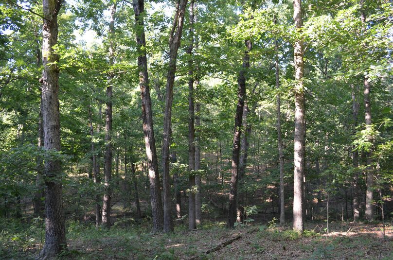 Xtreme whitetail 304