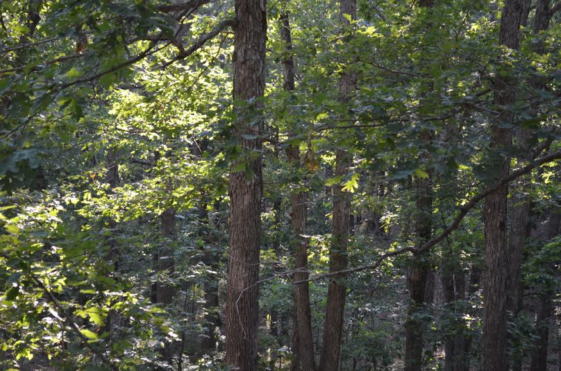 Xtreme whitetail 339