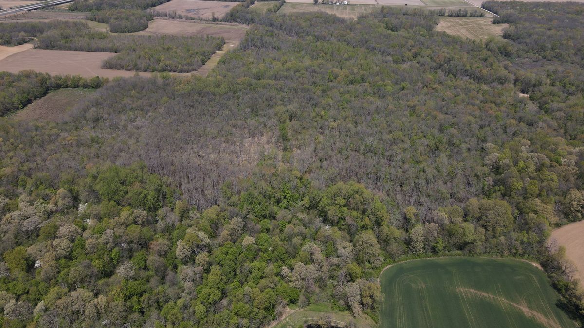 Timbered Hunting And Rec. Property With Pigeon Creek Frontage
