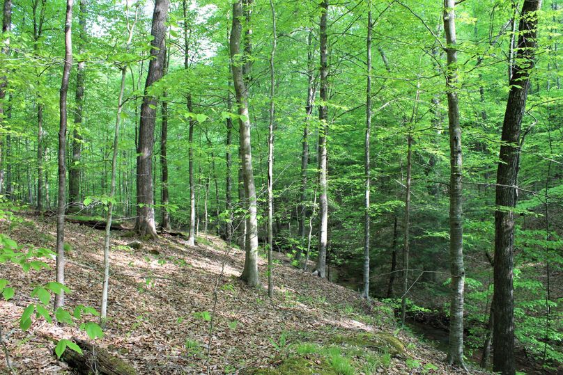 006 open hardwood forest along the south portion of the property