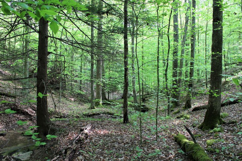 008 hemlock laden forest area near a south secondary tributary