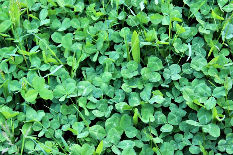 011 beautiful stand of white clover in the pasture area