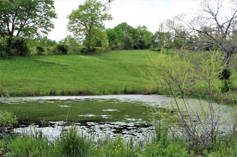 017 the small springfed farm pond providing water for the livestock