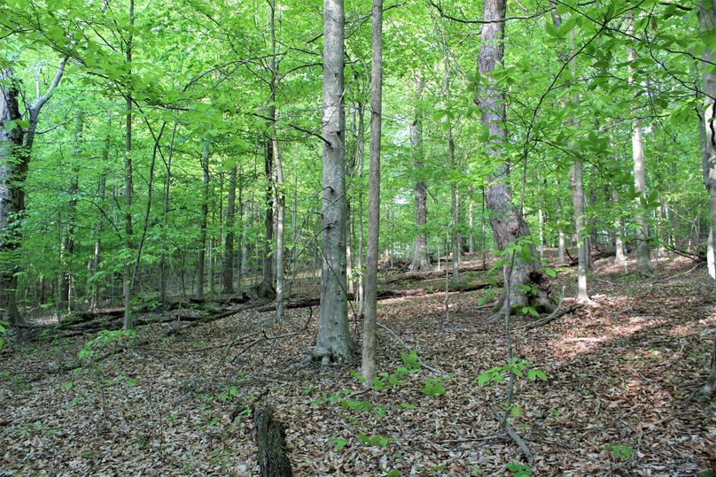 032 beautiful open forest area with nice american beech trees