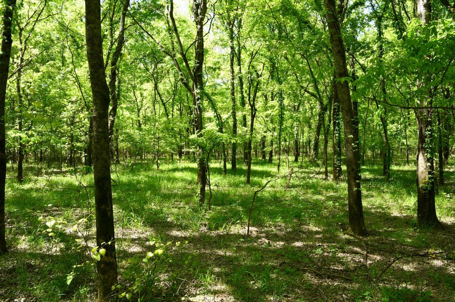 (6)lower timber