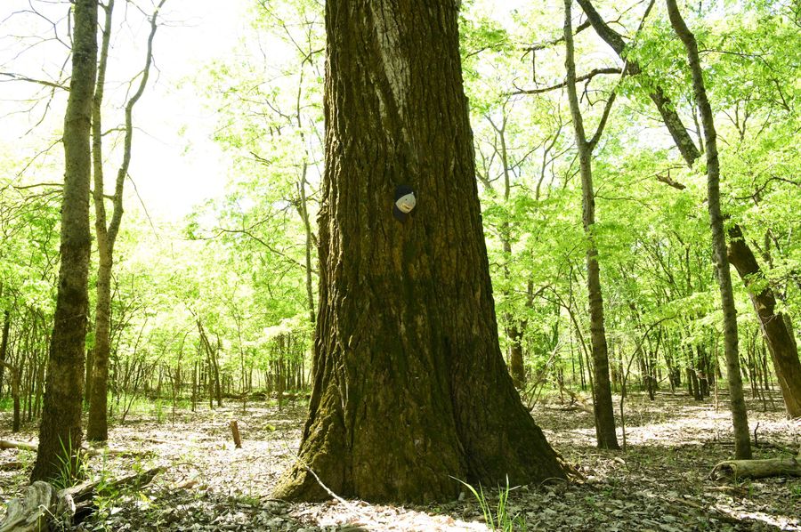 (2)big cottonwood