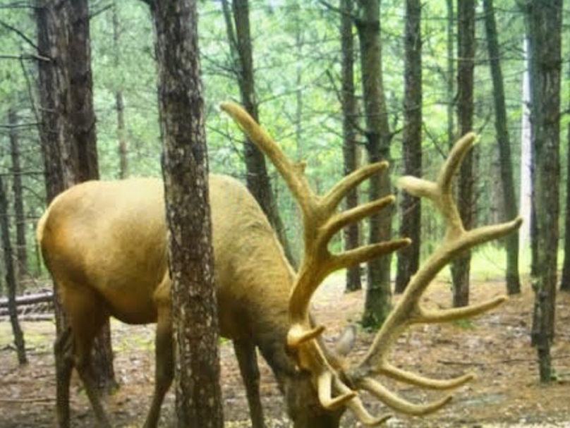 Screen shot 2021-05-17 at 8.44.42 am