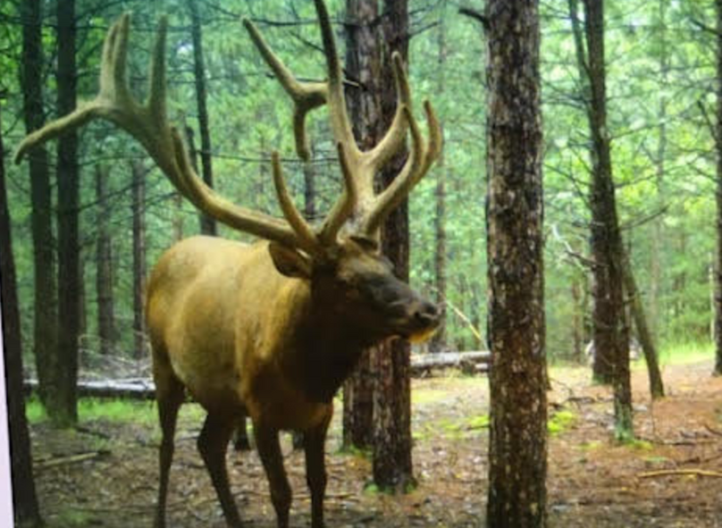 Screen shot 2021-05-17 at 8.44.28 am