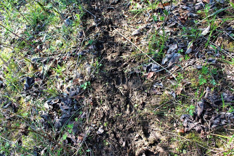 005 a very well worn deer trail in the upper area of the property