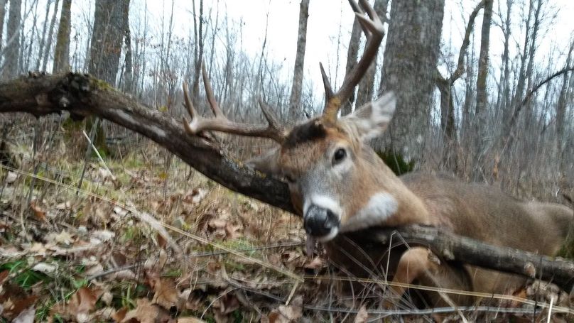 Deer 236 pounds!