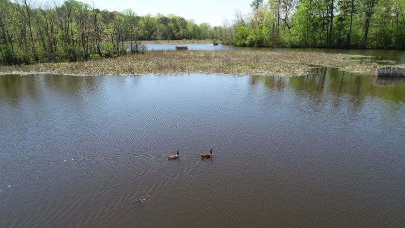 63.44 caroline geese wattscreek 0456