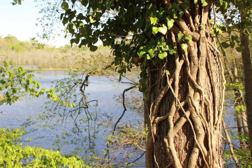 63.44acres carolinecty vinescreek