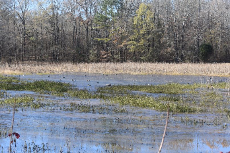 015b flooded corn duck hole